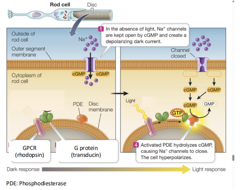 <ul><li><p><span style="background-color: transparent;">In this, GPCRs are involved in vision through a receptor called rhodopsin (found in rod cells of the retina).</span></p></li><li><p><span style="background-color: transparent;">When light activates <u>rhodopsin</u>, it activates a G protein (transducin), which activates an enzyme that breaks down cGMP.</span></p></li><li><p><span style="background-color: transparent;">The decrease in cGMP results in ion channels closing, resulting in hypepolarization of the cell, and a change in neurotransmitter release.</span></p></li><li><p><span style="background-color: transparent;">This change in NT release is interpreted as a light signal.</span></p></li></ul><p></p>