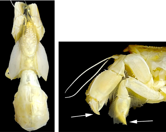 <p>taxa</p><p>what are the arrows pointing to </p>