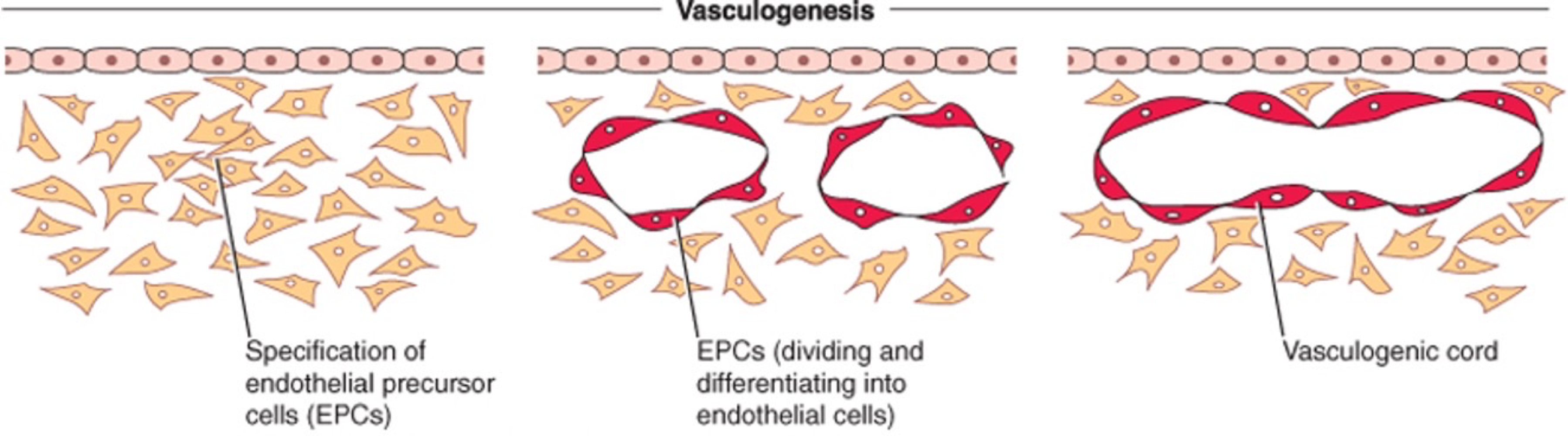 <ul><li><p>Arise from mesoderm (splanchnic and chorionic) </p></li><li><p>They are mesenchymal cells from the yolk sac and umbilical cord</p></li><li><p>Differentiate into blood islands </p></li><li><p>Eventually, which form blood/blood vessels </p></li></ul><p></p>