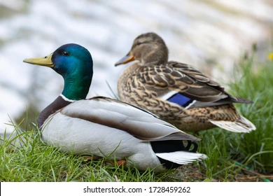 <p>What vertebrate is this?</p>