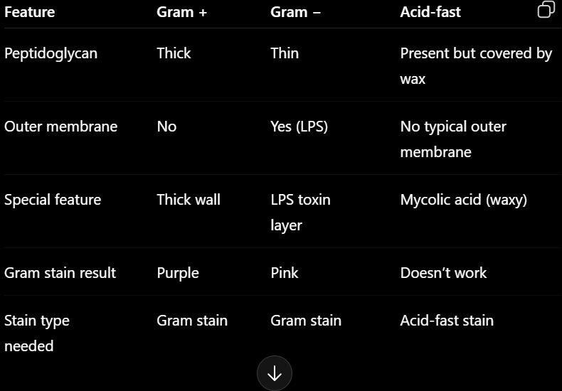 <p><span style="background-color: transparent;"><strong>Why Gram stain doesn’t work</strong></span></p><ul><li><p><span style="background-color: transparent;"><strong>Gram stain depends on dye binding to peptidoglycan</strong></span></p></li><li><p><span style="background-color: transparent;"><strong>Acid-fast bacteria have a waxy barrier that blocks dye entry</strong></span></p></li><li><p><span style="background-color: transparent;"><strong>Even after staining, they resist decolorization differently, so results are unreliable</strong></span></p></li></ul><p></p>