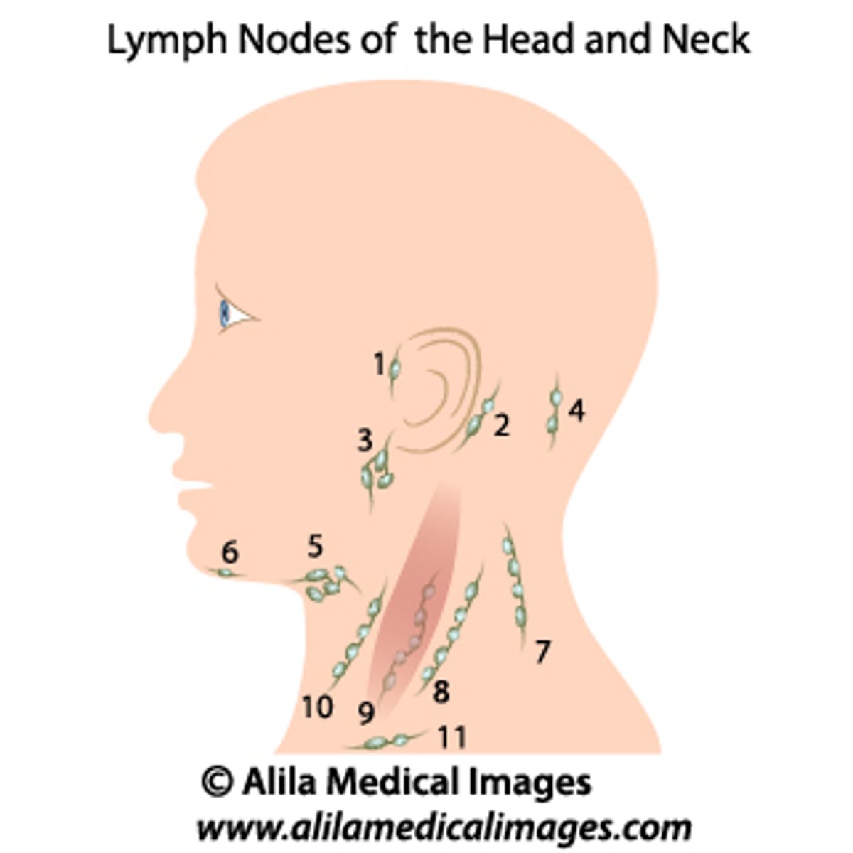 <p>palpate behind the ear and superficial to the mastoid process.</p><p>#2 in image</p>
