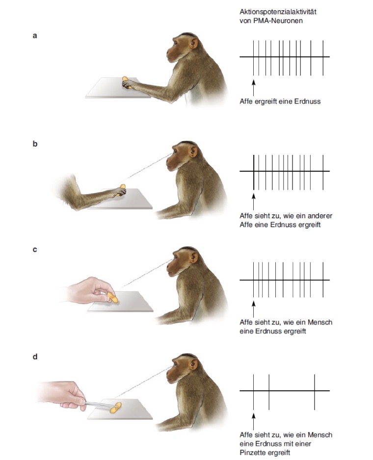 <p>Spiegelneuronen reagieren auf spezifische motorische Handlungen, ganz gleich, ob der Affe die Handlung tatsächlich selbst durchführt oder mit andere dabei beobachtet </p><ul><li><p>Konzept genau dieser Bewegung aktiviert </p></li></ul><p></p>