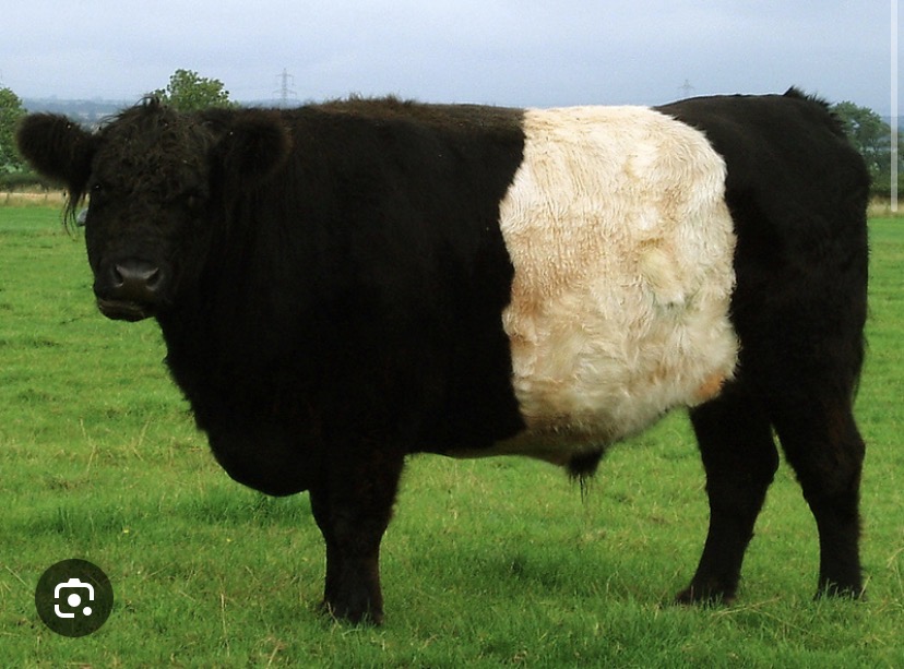 <p>Breed?</p>