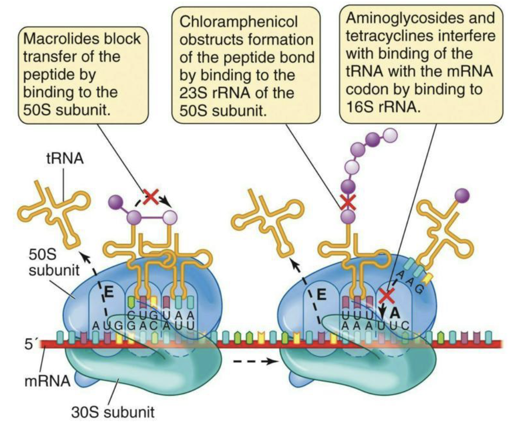 <p>Antibacterial: <strong>Inhibitors of ribosome function</strong></p><ul><li><p>Bacterial ribosomes are an excellent target for selective toxicity.</p><ul><li><p>They are <strong>different in structure</strong> from eukaryotic ribosomes.</p></li></ul></li><li><p>Many of these drugs exploit those differences.</p><ul><li><p><strong>Macrolides</strong></p></li><li><p><strong>Chloramphenicol</strong></p></li><li><p><strong>Aminoglycosides and Tetracyclines</strong></p></li></ul></li></ul><p></p>