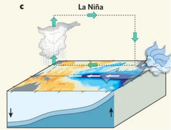 <ul><li><p>East → West trade winds become stronger </p></li><li><p>‘Normal’ is amplified </p></li></ul><p></p>