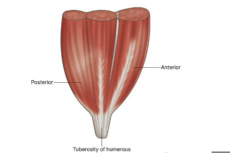 <p>What kind of muscle shape is this? Describe it.</p>
