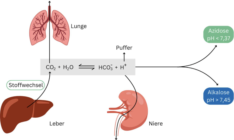 <p>Abatmung von CO₂ und ein Teil der Bicarbonate</p><p>→ somit geht ein Teil des Puffersystems verloren und reicht nicht aus um den Säure-Basen-Haushalt langfristig alleine zu regulieren </p>