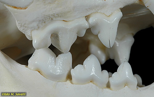 <p>________ is a crown pattern whre cusps are reduced to 2 major cusps that form a cutting edge</p><ul><li><p>Carnivores</p></li></ul><p></p>