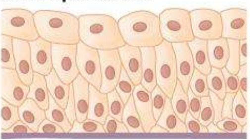 <p>What type of tissue is this?</p>