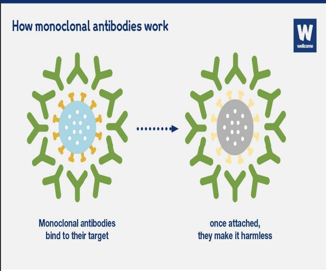<p>Monoclonal antibodies are <strong>lab-made antibodies that target specific cancer cells and help the immune system destroy tumors</strong>, making them an important tool in <strong>cancer immunotherapy</strong>.</p>