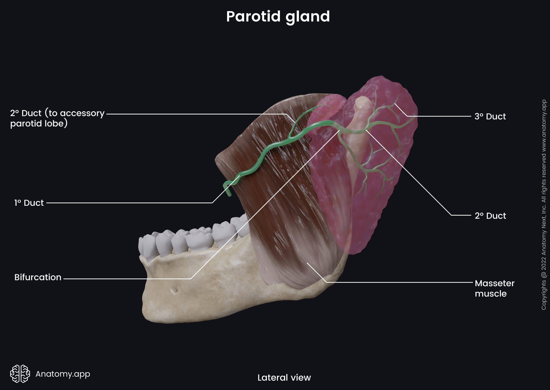 <ol start="2"><li><p><span style="background-color: transparent;"> parotid salivary gland</span></p></li></ol><p></p>