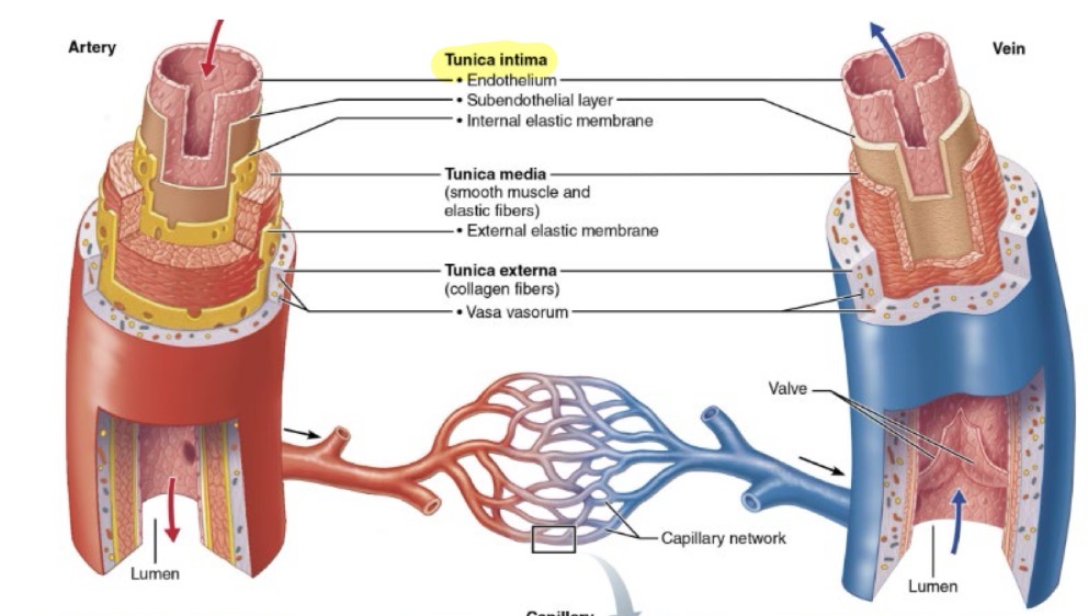 <p>The innermost layer of a vessel wall</p><ul><li><p>Composition: Endothelium (simple squamous epithelium)</p></li></ul><ul><li><p>Functions: selectively permeable barrier, secretes chemicals, repels blood cells and platelets, and inflammation</p></li></ul><ul><li><p>only layer containing capillaries</p></li></ul><p></p>