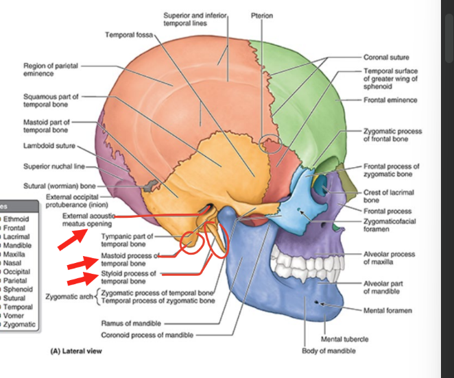 <ul><li><p><strong>external acoustic meatus opening</strong></p><ul><li><p>entrance to external acoustic meatus (canal)</p></li><li><p>leads to tympanic membrane (eardrum)</p></li></ul></li><li><p><strong>mastoid process</strong></p><ul><li><p>postero-inf to external acoustic meatus opening</p></li></ul></li><li><p><strong>styloid process</strong></p><ul><li><p>anteromedial to mastoid process of temporal bone</p></li><li><p>slender <u>needle-like</u>, pointed projection</p></li></ul></li></ul><p></p>
