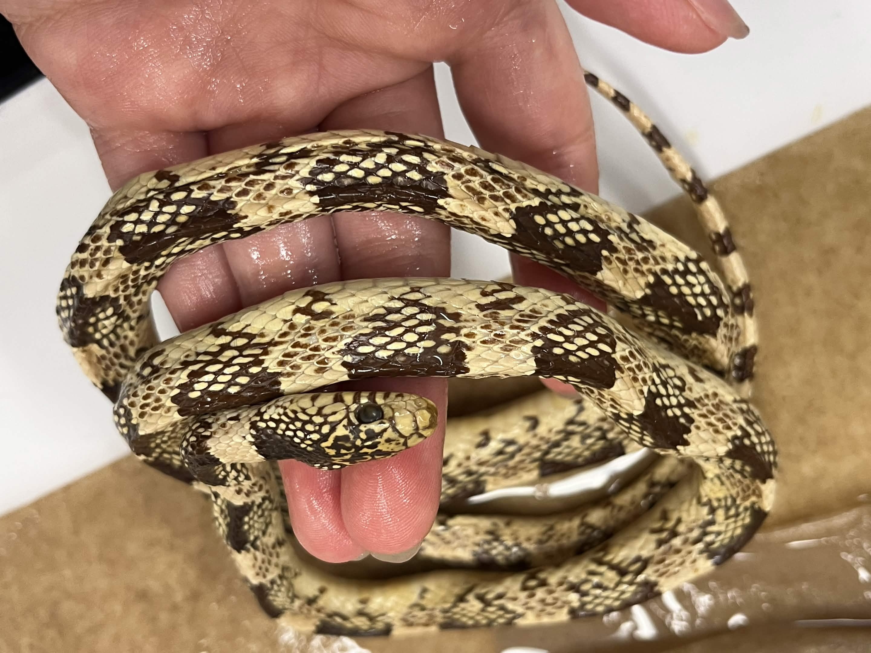 <p>Infraorder + Superfamily + Family + Scientific name?<br>- speckled black saddles<br>- checkered<br></p>