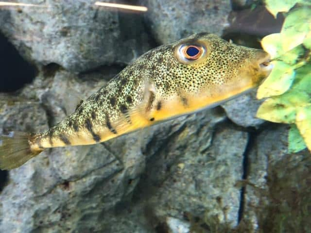 <p>dark bar across eyes “unibrow” puffer</p>