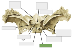 <p>Posterior view: This is</p>