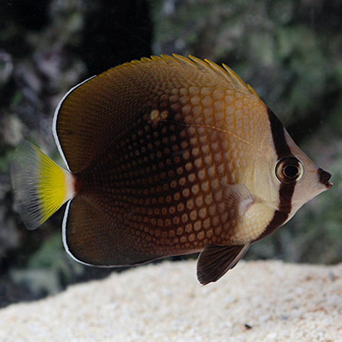 <p>Chaetodon trichrous</p>