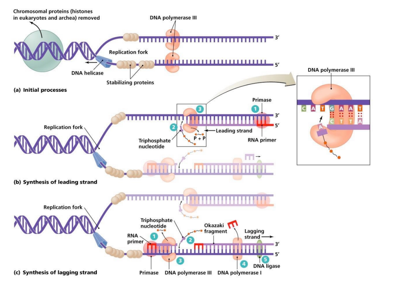 <ol><li><p><strong><u>helicase </u></strong>denatures/unwinds DNA</p></li><li><p><strong><u>topoisomerase </u></strong>relieves helix strain that occurs when unwinding DNA</p></li><li><p><strong><u>RNA primase</u></strong><u> (aka primase) </u>creates a short RNA primer to start DNA synthesis</p></li><li><p><strong><u>DNA polymerase</u></strong><u> <mark data-color="red" style="background-color: red; color: inherit;">(DNA pol III)</mark> </u>adds nucleotides via phosphoryl-transfer rxn</p></li><li><p><u>DNA pol</u> “proofreads” via <u><mark data-color="blue" style="background-color: blue; color: inherit;">exonuclease </mark></u>activity</p></li><li><p><u>DNA pol <mark data-color="red" style="background-color: red; color: inherit;">(DNA pol I)</mark></u> removes RNA primer &amp; replaces it w/ DNA</p></li><li><p><strong><u>DNA ligase</u></strong><u> (aka ligase)</u> joins together the DNA fragments by forming a phosphodiester bond</p></li><li><p><strong><u>telomerase </u></strong>acts at the end of chromosomes to maintain their/the chromosome’s length</p></li></ol><p></p>