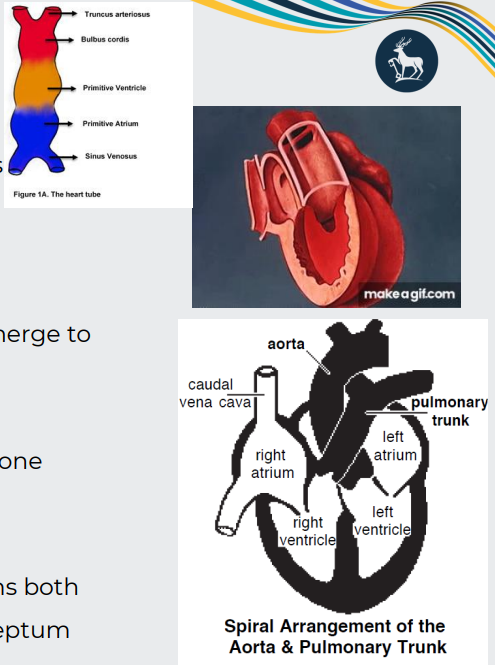 <p>The<span style="color: purple;"> truncus arteriosus</span> divides, to form two outflow tracts:</p><p></p><p><strong>Aortic trunk and Pulmonary trunk</strong></p><p></p><p>Ridges appear along the lumen wall, grow inward, and merge to create the <strong>spiral septum </strong>(aortico-pulmonary septum)</p><p></p><p>As a result, the aorta and pulmonary trunk spiral around one another</p><p></p><p>Growths from the spiral septum and endocardial cushions both contribute to the proper closure of the interventricular septum</p>