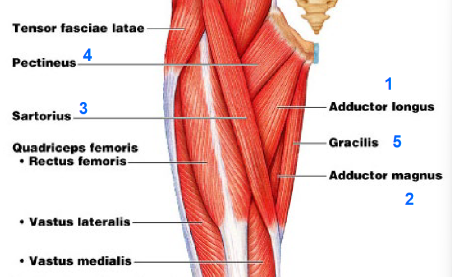 knowt flashcard image