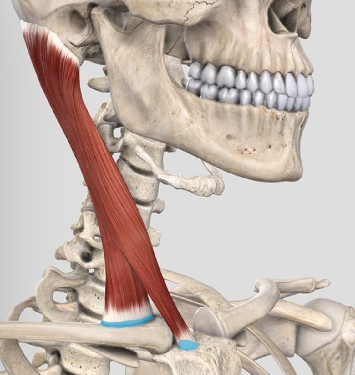 <p>sternocleidomastoid origin</p>