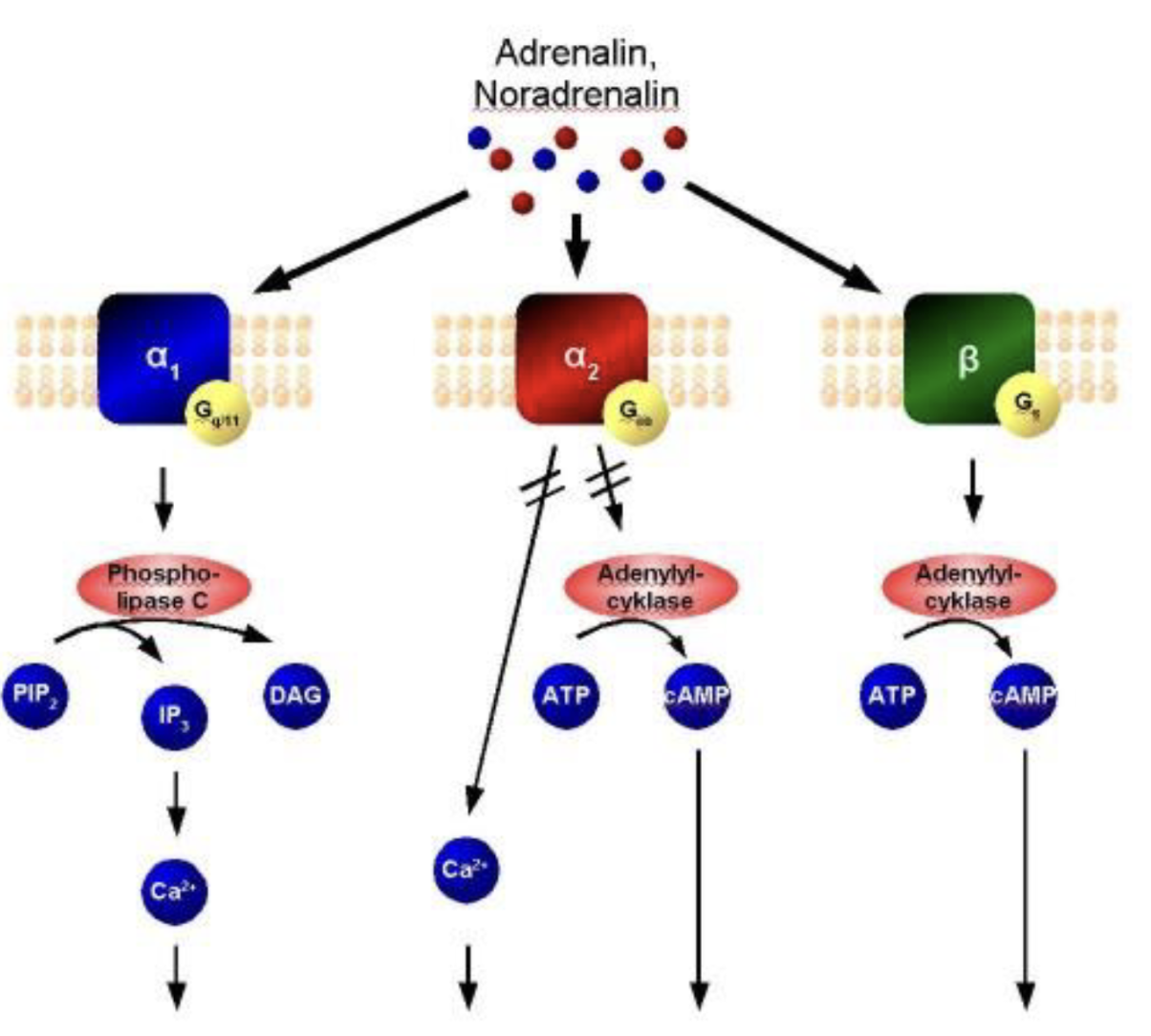 <p>Alpha-2 receptors (Gi) inhibits adenylyl cyclase and reduce synthesis of cAMP which are (typically) autoreceptors</p><p>Alpha-1 receptors (Gq, calcium) operate via the phosphinositide second-messenger system</p><p>Beta-1 and Beta-1 adrenoreceptors (Gs) stimulate the adenylyl cyclase and will thus enhance synthesis of cAMP</p>