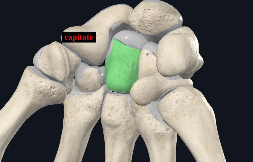 <p>articulates with 3rd metacarpal</p>