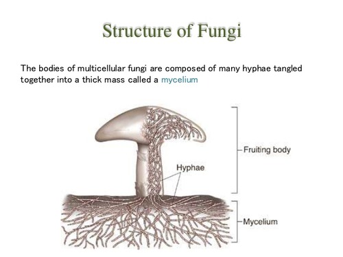 <p><strong>Fruiting Body:</strong><span> The visible, reproductive part of the fungus</span></p><p><span><strong>Mycelium (plural: mycelia):</strong> The dense, underground or internal network of hyphae that digests and absorbs nutrients from the substrate (food source).</span></p><p><span><strong>Hyphae (singular: hypha):</strong> Thin, filament-like tubes that make up the main body of the fungus, often divided by cross-walls called septa.</span></p>