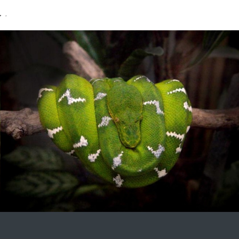 <p>name this animal</p>