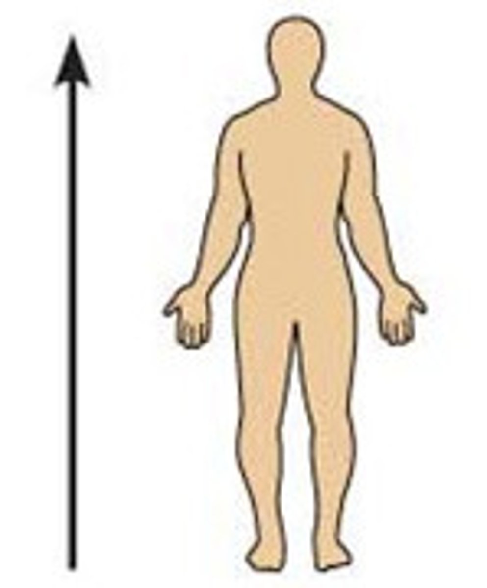 <p>Toward the head end or upper part of a structure or the body; above Ex: The head is superior to the abdomin</p>