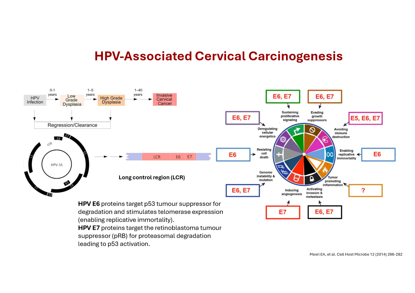 <p>Describe the mechanism of HPV associated carcinogenesis </p>
