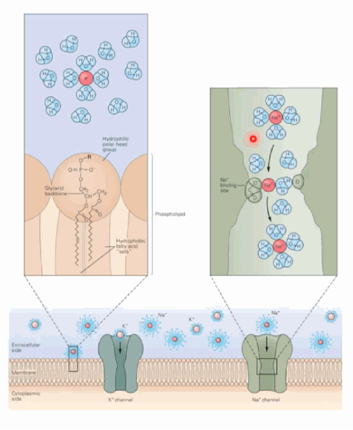 <p>The channel has specific Na+ binding sites; sodium must shed its associated water molecules before it can fit through and bind. Selectivity arises from both the physical shape of the pore and the chemical properties (amino acid residues) lining it.</p>