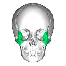 <p>Forms the prominence of the cheeks</p>