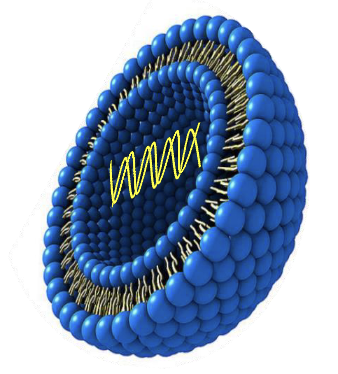 <ul><li><p>lipid bilayer formed in a sphere</p></li><li><p>cationic, used to transfer negatively charged DNA into cells</p></li></ul><p></p>