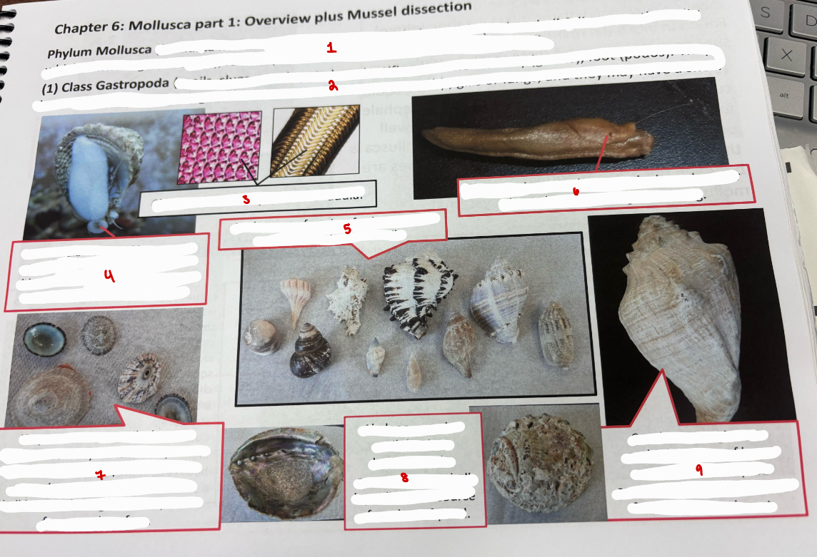 <p>Mussel Overview</p>