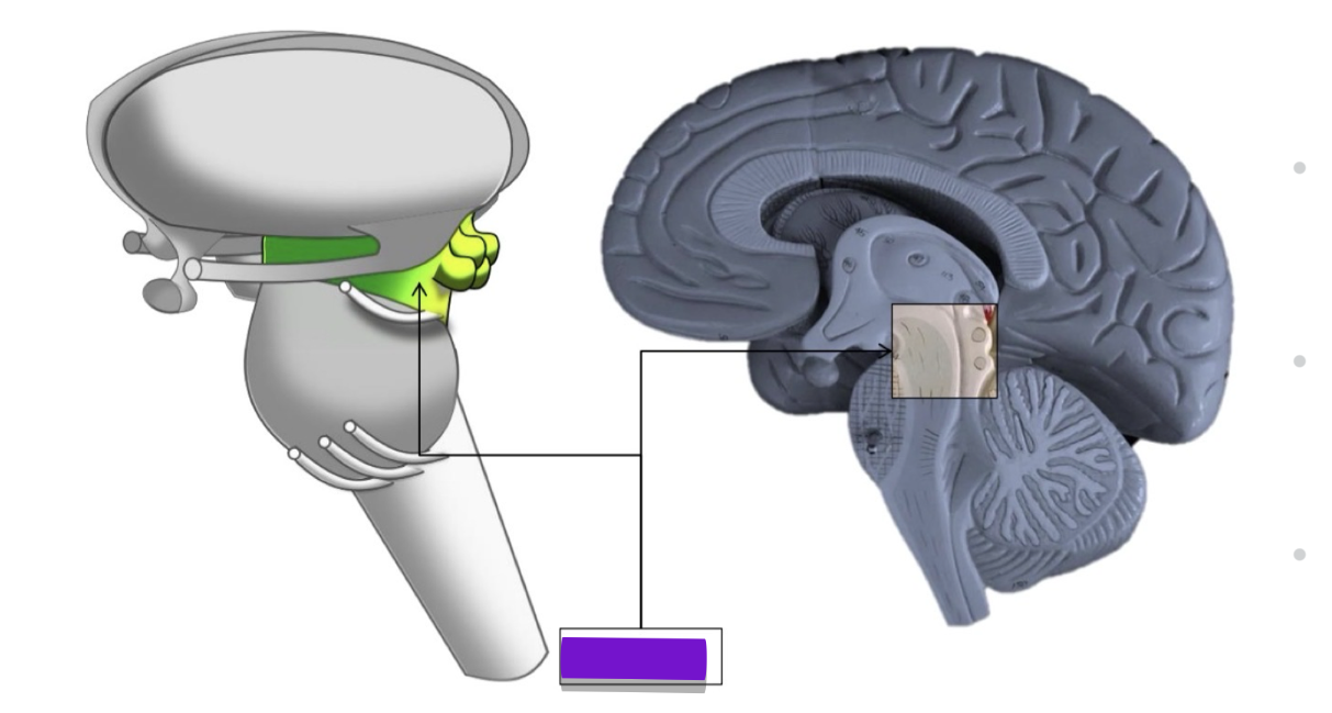 <p>what structure is highlighted in these images</p>