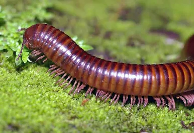 <p>What is the subphylum and class?</p>