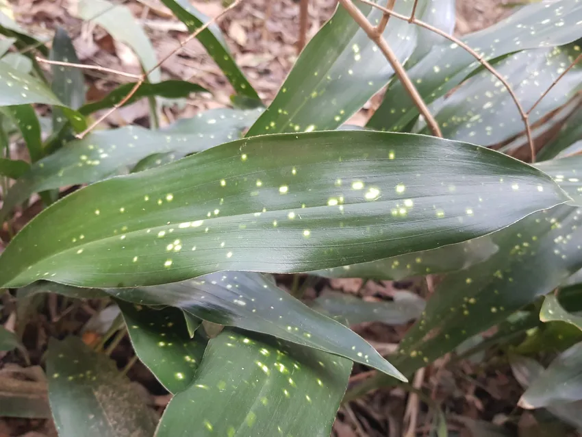 <p>305 Aspidistra elatior, Cast iron plant</p>