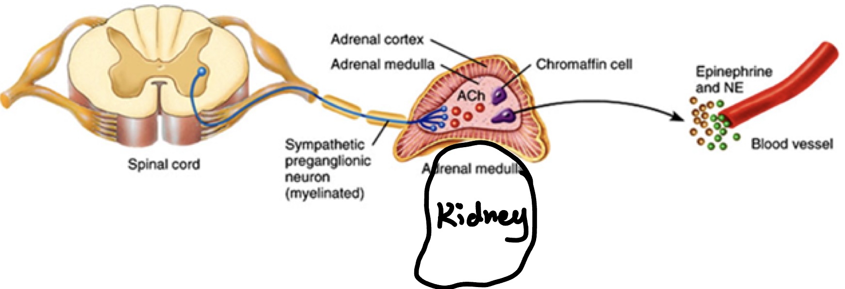 <ul><li><p>Postsynaptic sympathetic neurons </p></li><li><p>Located in medulla of adrenal gland</p></li><li><p>Does not develop axons, but still produces epinephrin &amp; norepinephrine which will have sympathetic effects on target structures</p></li></ul><p></p>