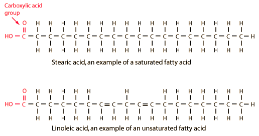 <ul><li><p>a fatty acid whose hydrocarbon chain has <strong>no C=C double bonds</strong></p></li></ul><p></p>