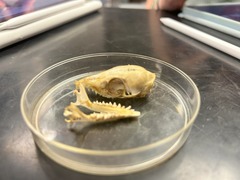 <p>What is the family of this animal</p>