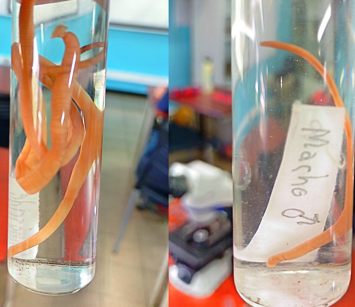 <p><strong>FILO</strong><br><strong>CLASE</strong><br><strong>SUBCLASE</strong><br><strong>GÉNERO</strong><br><strong>CARACTERÍSTICAS</strong></p>