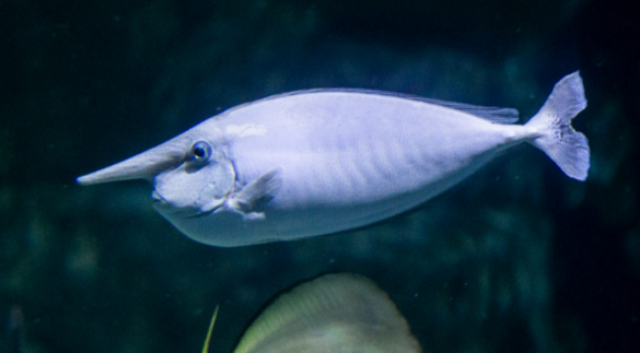 <p>AKA Unicorn fish, distinctive bump their forehead </p>