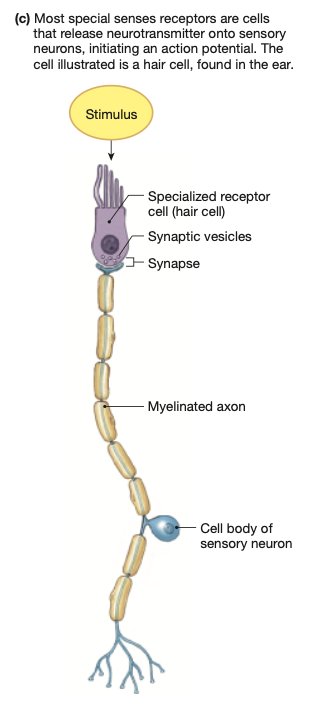 <p>NOT A NEURON, but an additional cell that transmits neurotransmitters to neurons. Many different variations of cell shape possible, the diagram is only one example of <strong>photoreceptors</strong> in the eye.</p><p>Hyperspecified structure of sensory cells are “specialised” cells.</p>
