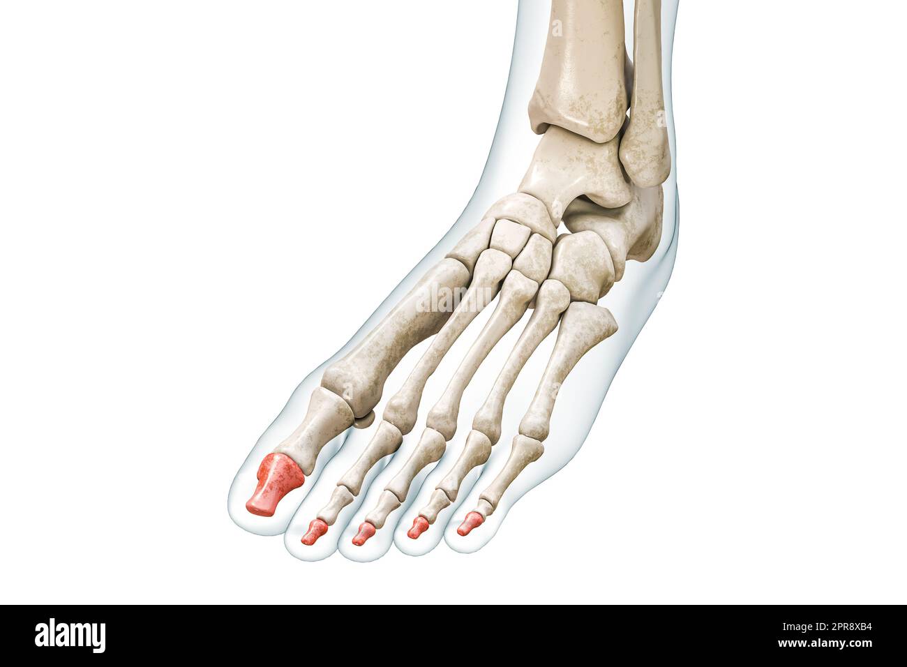 <p>What foot bones are these?</p>