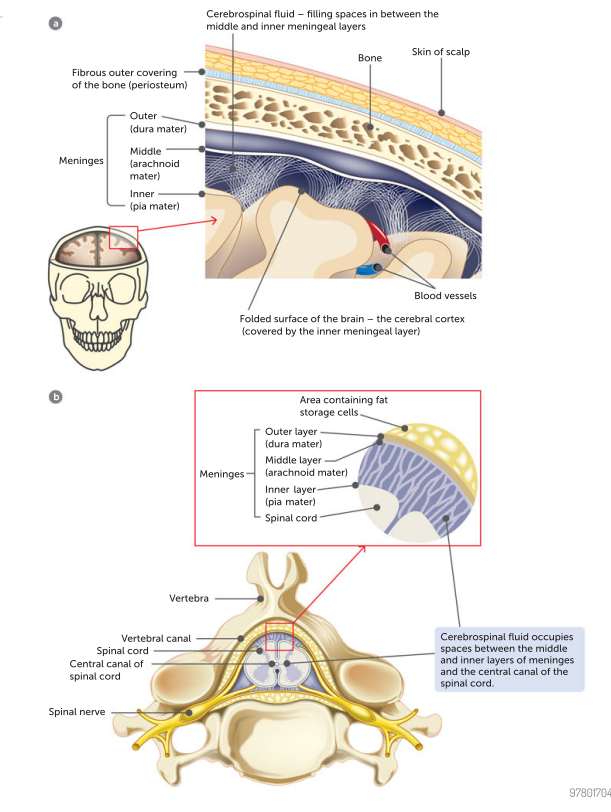 <p>are inside the bones and cover  the surface of the brain and spinal cord (entire CNS) there are 3 layers of connective tissue forming membranes called the meninges</p><p>OUTER Meningeal layer which is the DURA MATER. it is touch and fibrous and therefore provides a layer of protection for the braink. It sticks close to the bones of the skull but on the inside of the vertebral canal it is not so close. SIMILAR TEXTURE TO A HOUSEHOLD RUBBER GLOVE</p><p>MIddle layer called the arachnoid mater is a loose mesh of  fibres</p><p>inner layer the pia mater is far more delicate and contains blood vessels and sticks closely to the surface of the brain and spinal cord.</p>