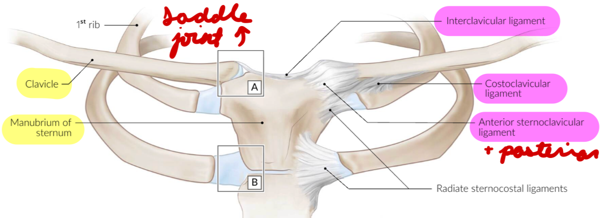 <p>Elevtation/depression</p><p>Protraction/retraction</p><p>Circumduction</p>