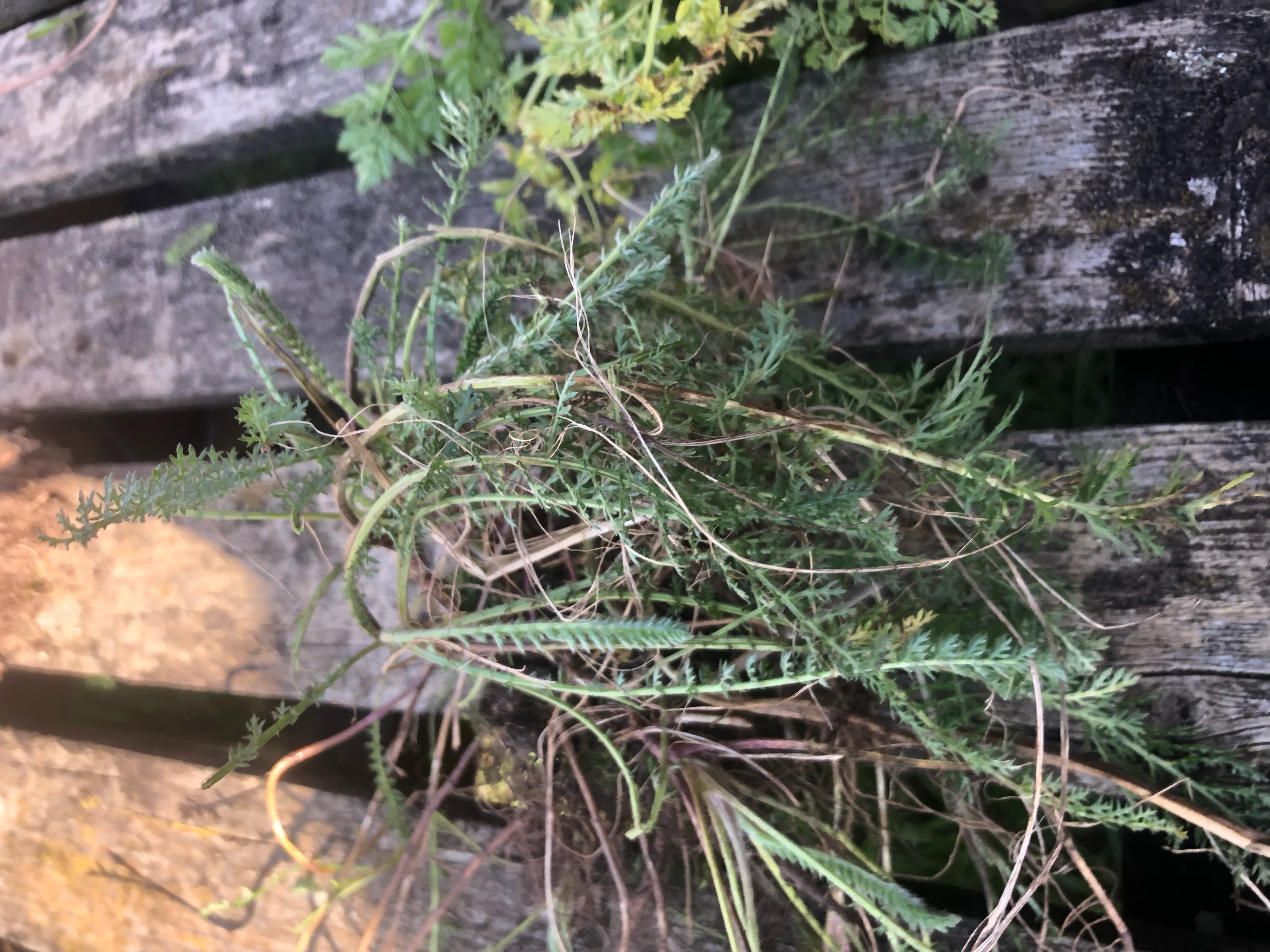 <p>Achillea millefolium hardiness</p>