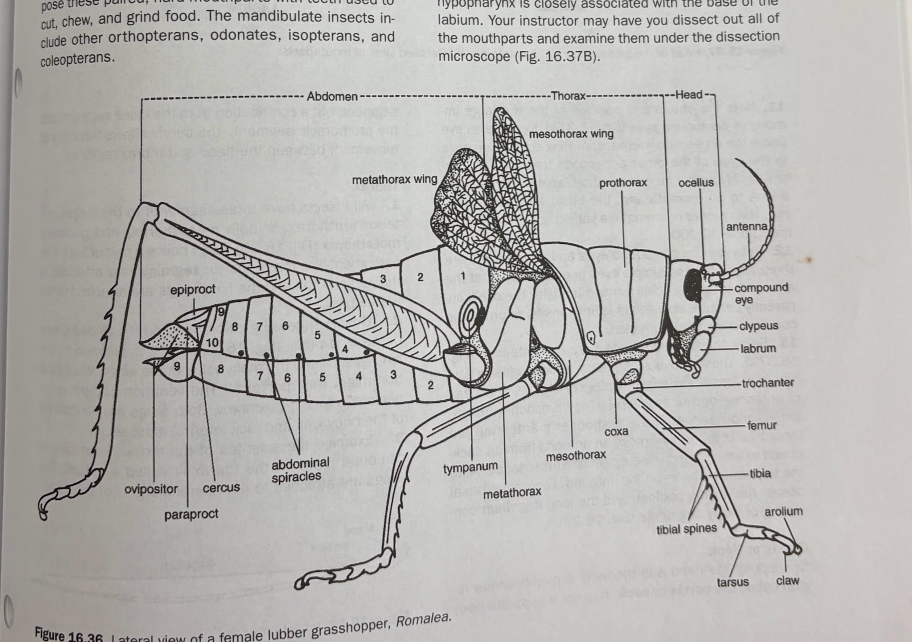 knowt flashcard image